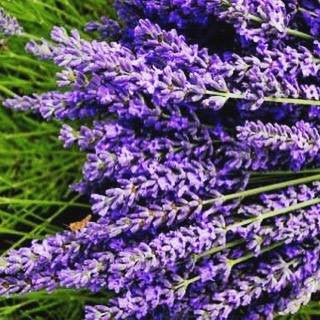 Lavender! It's all about Lavender